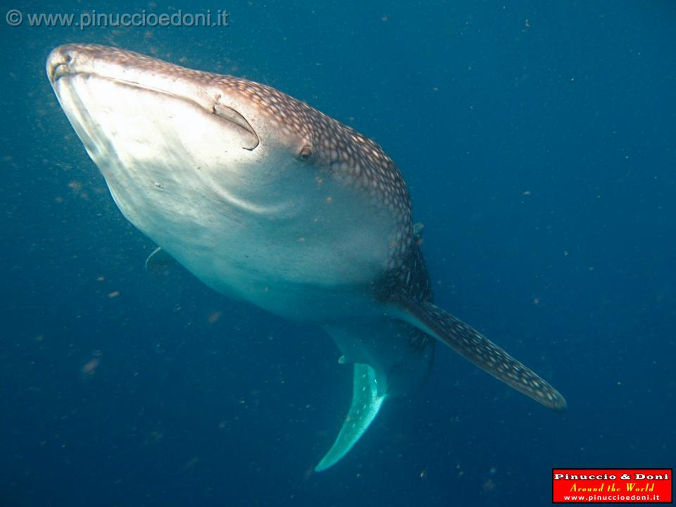 Djibouti - Whale Shark in the Gulf of Aden - 17.jpg